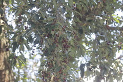 Prunus serotina salicifolia