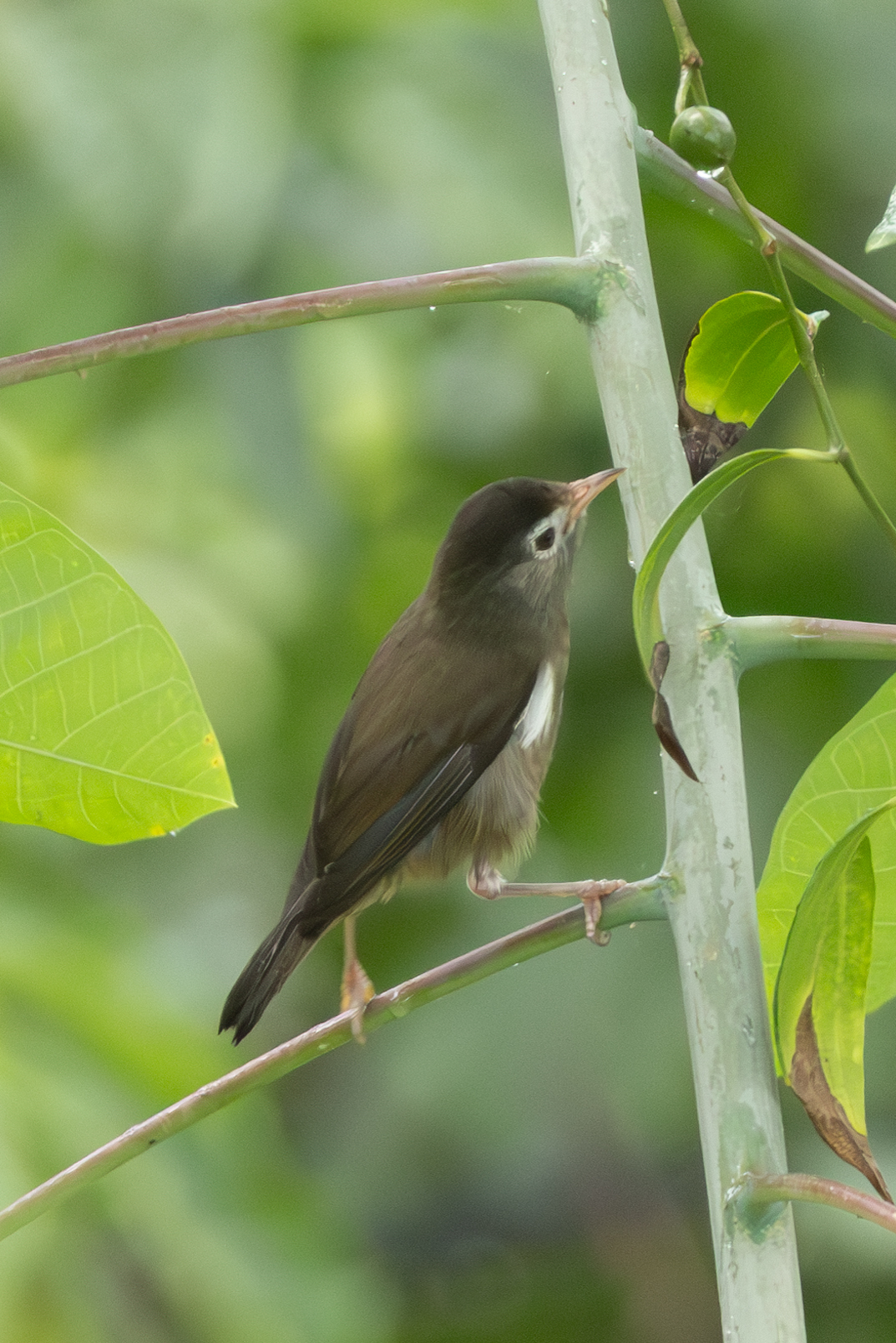 Black-capped Speirops (Zosterops lugubris), photo 7