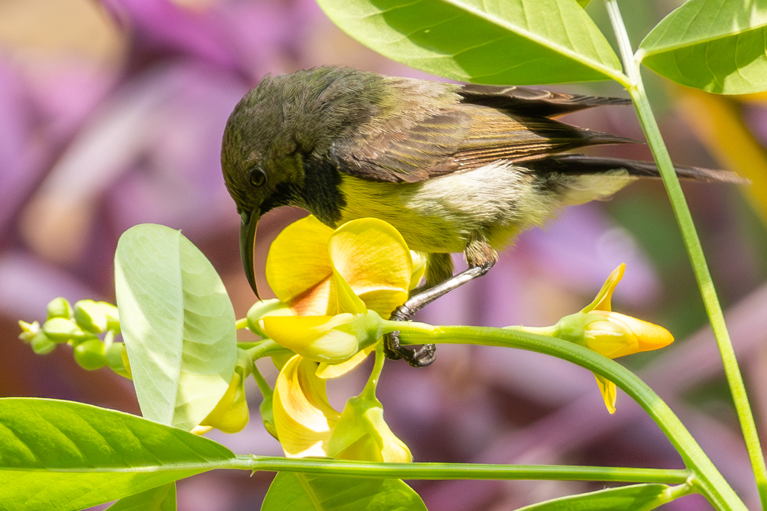 Newton's Sunbird (Anabathmis newtonii), photo 10