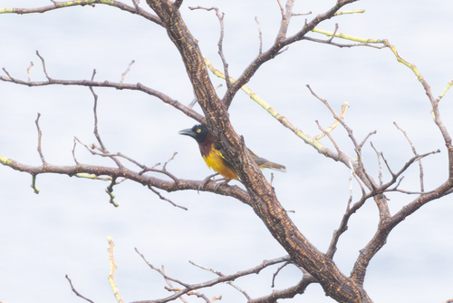 Giant Weaver (Ploceus grandis), photo 5