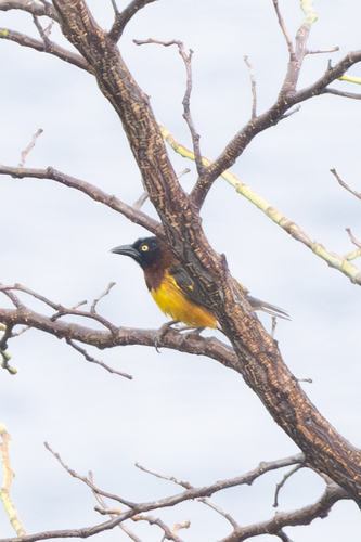 Giant Weaver (Ploceus grandis), photo 9