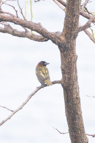 Giant Weaver (Ploceus grandis), photo 6