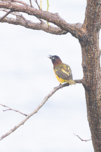 Giant Weaver (Ploceus grandis), photo 7