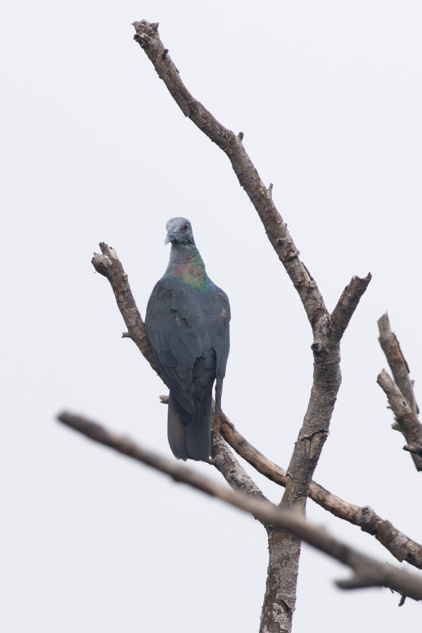 Island Bronze-naped Pigeon (Columba malherbii), photo 4