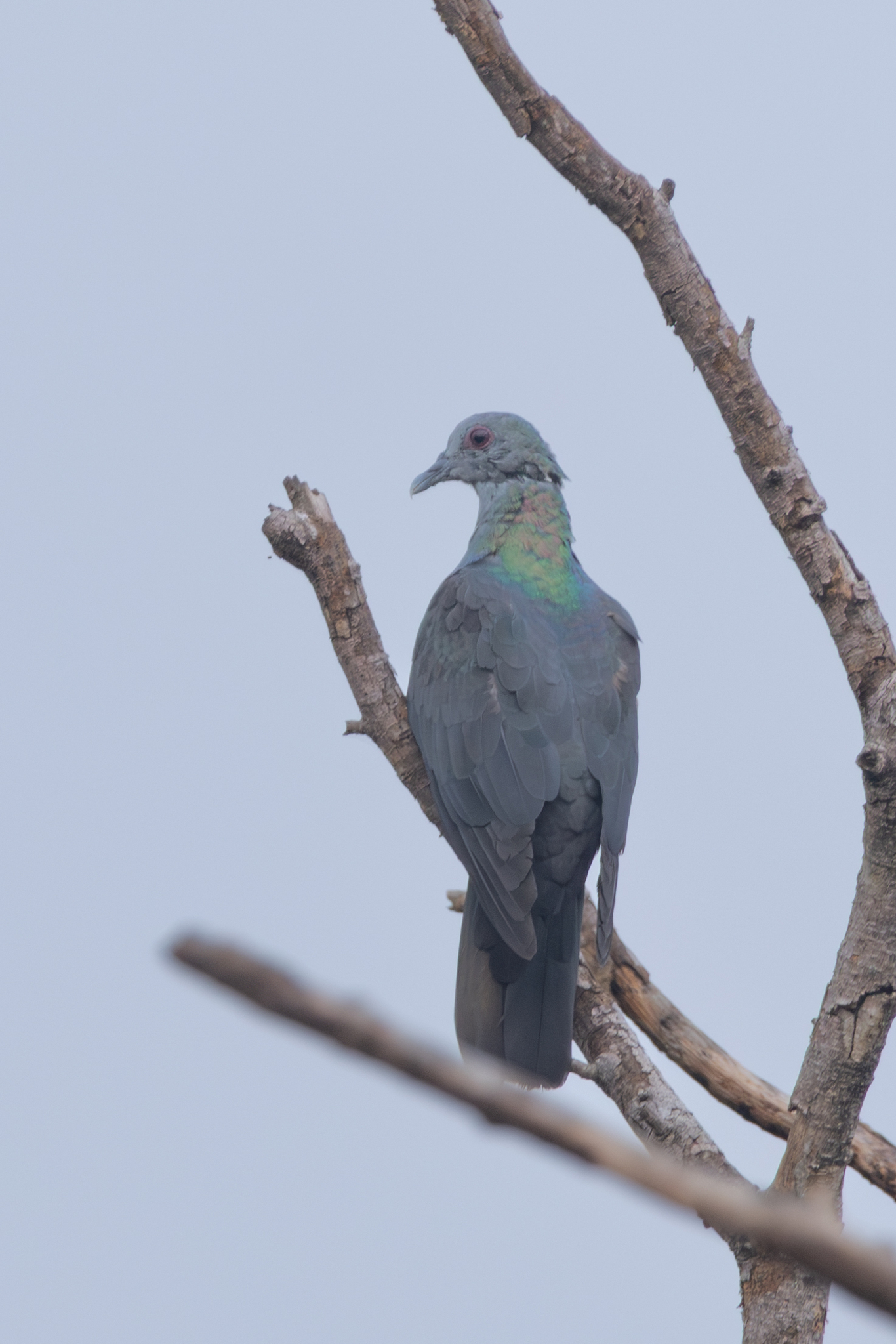 Island Bronze-naped Pigeon (Columba malherbii), photo 5