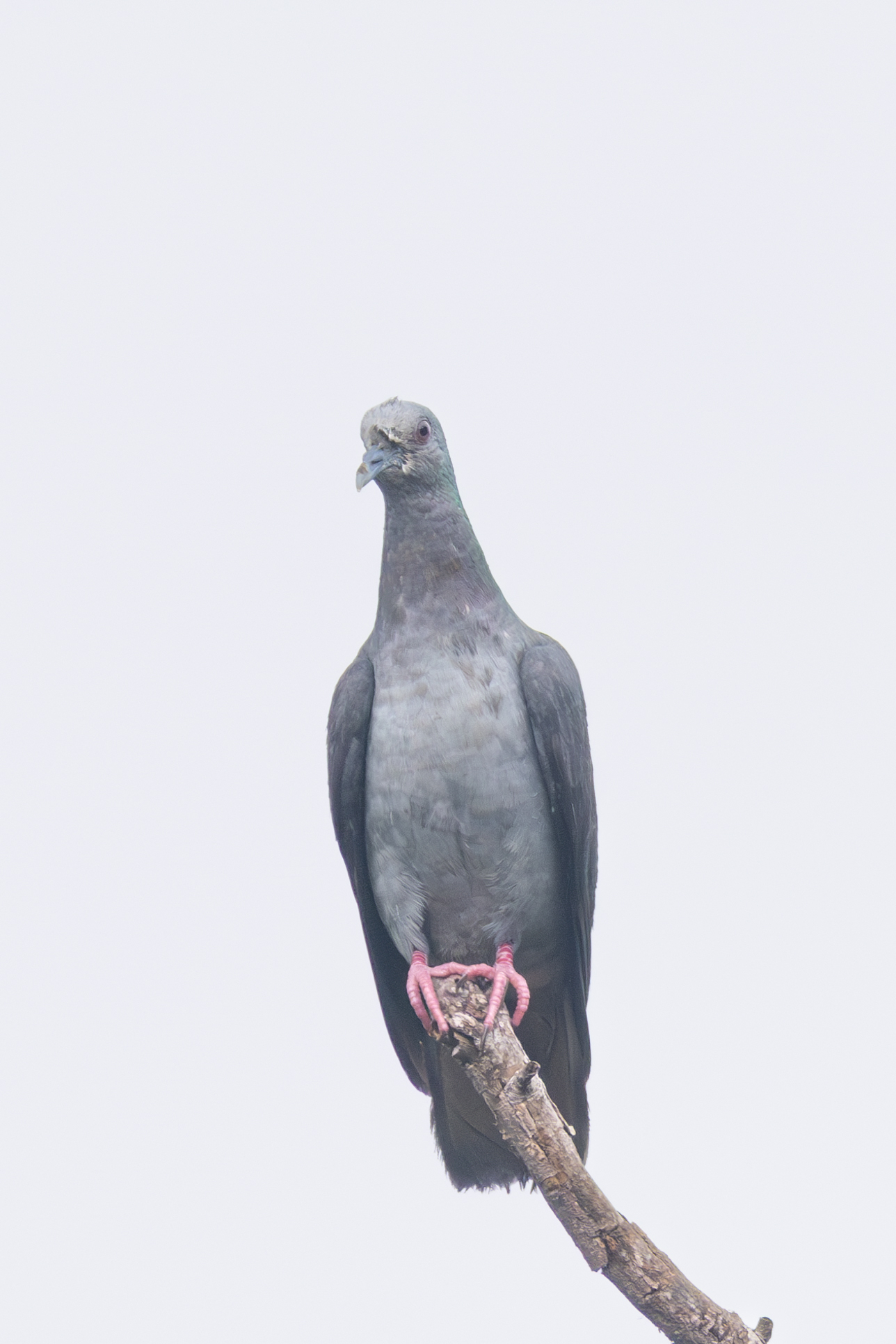 Island Bronze-naped Pigeon (Columba malherbii), photo 3