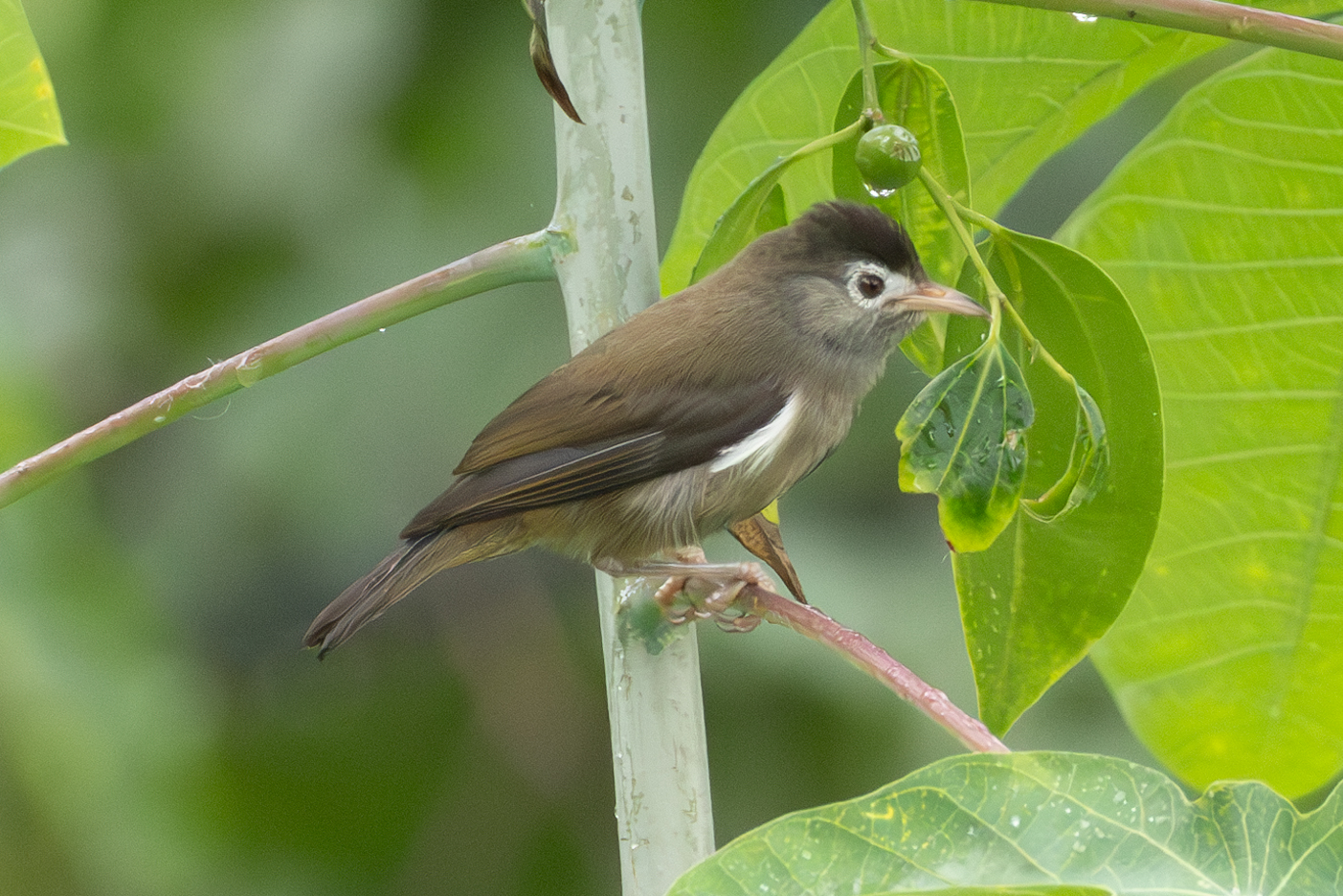 Black-capped Speirops (Zosterops lugubris), photo 6