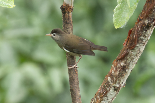 Black-capped Speirops (Zosterops lugubris), photo 8