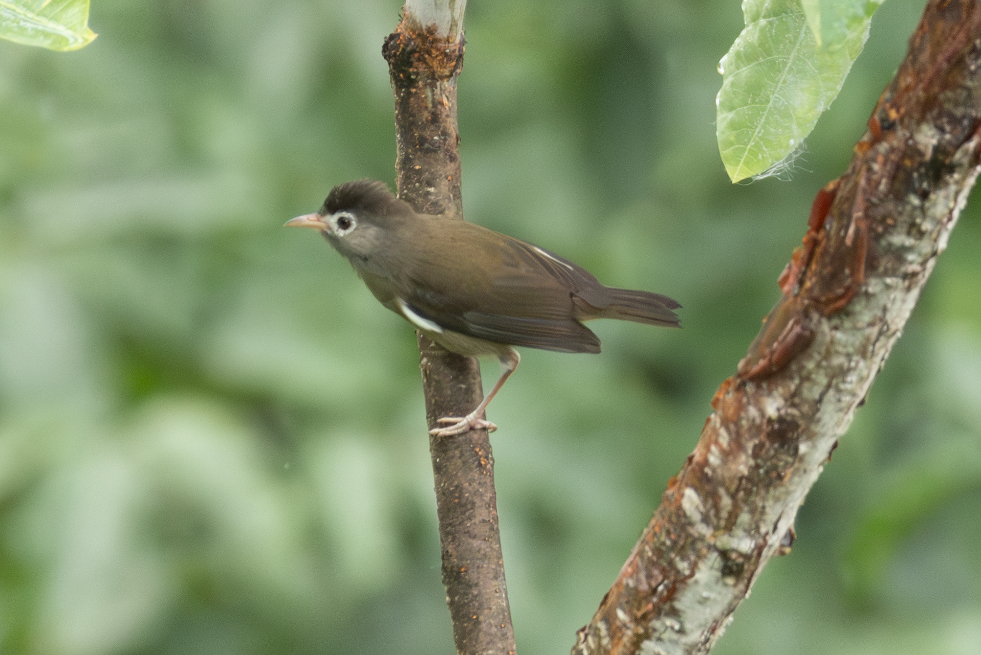 Black-capped Speirops (Zosterops lugubris), photo 8