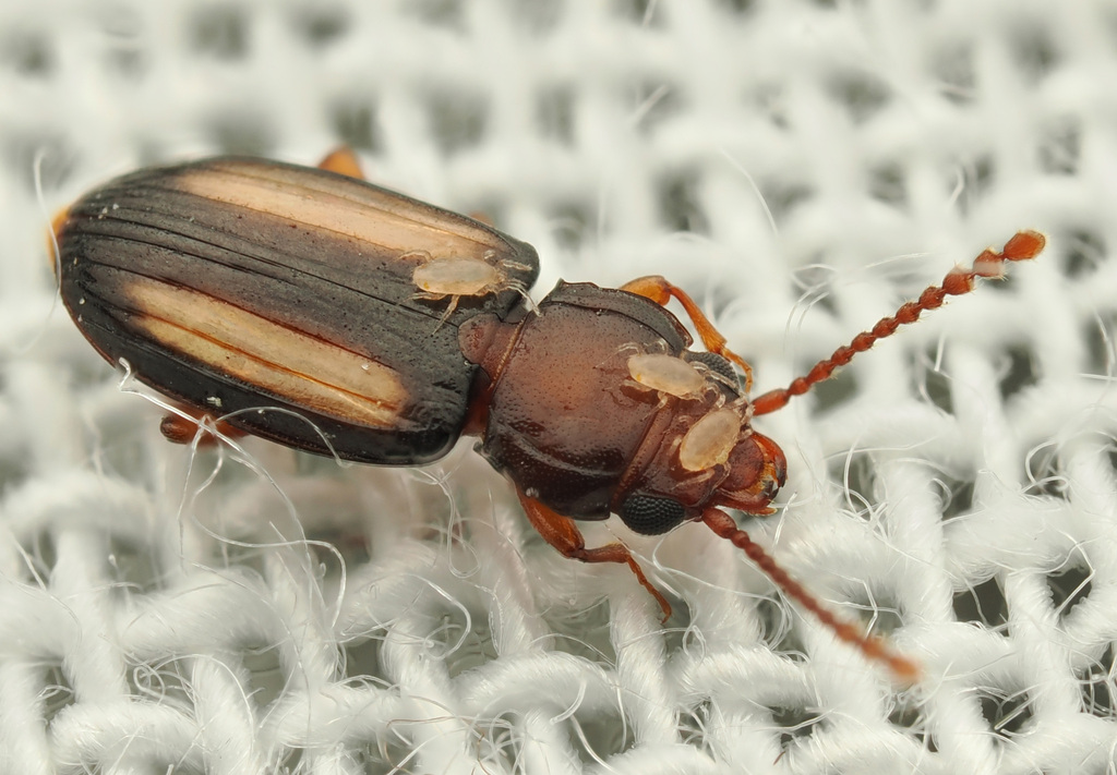 Laemophloeus terminalis