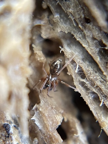 sheet-web spiders