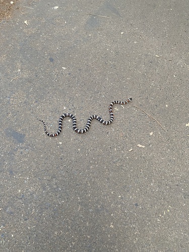 iNaturalist observation photo of California Mountain Kingsnake