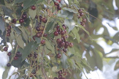 Prunus serotina salicifolia
