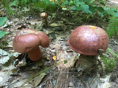 Baorangia