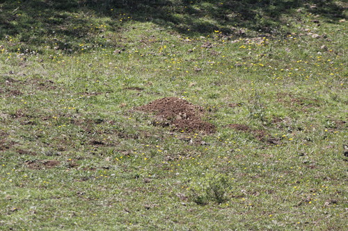 Cofre de Perote Pocket Gopher