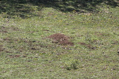 Cofre de Perote Pocket Gopher photo 2