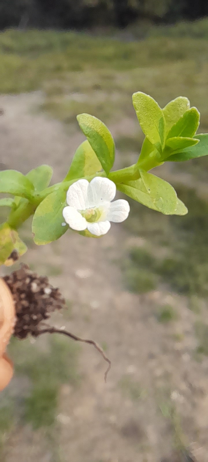 Bacopa crenata
