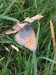 Coenonympha amaryllis