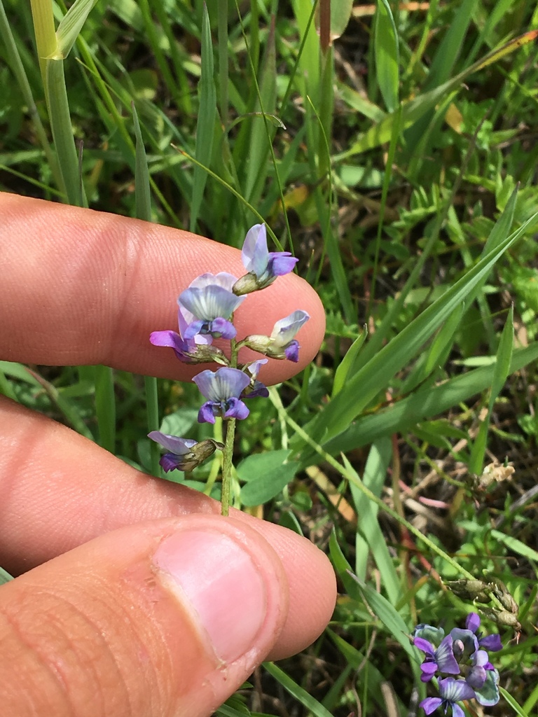 Oxytropis glabra from Lake Khovsgol, , Khövsgöl, MN on July 27, 2019 at ...