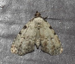 Dyspyralis puncticosta