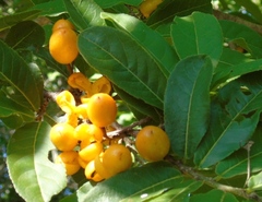 Casearia dolichophylla