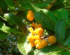Casearia dolichophylla