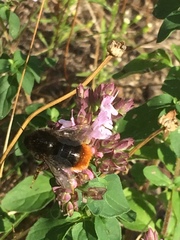 Bombus ruderarius