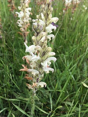 Pedicularis venusta