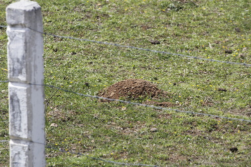 Cofre de Perote Pocket Gopher