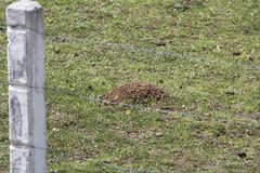 Cofre de Perote Pocket Gopher photo 3