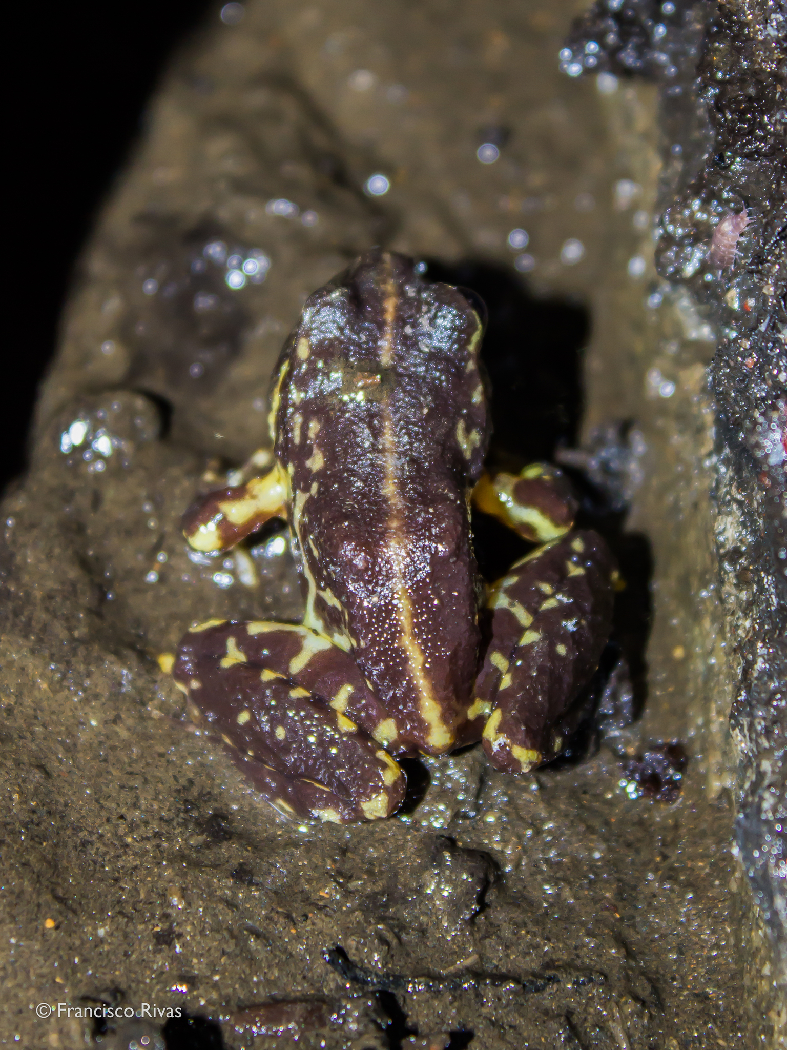 Eupsophus contulmoensis Ortiz, Ibarra-Vidal & Formas, 1989