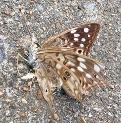 Asterocampa celtis