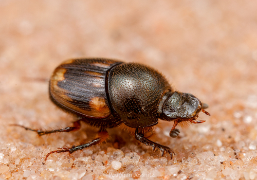 Onthophagus lamelliger