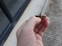 Chortophaga australior