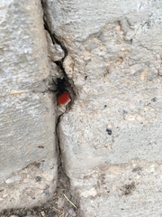 Dasymutilla magnifica