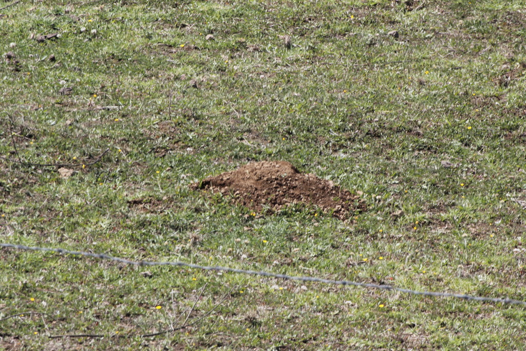 Cofre de Perote Pocket Gopher