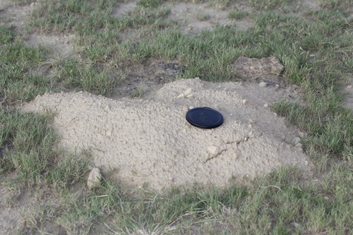 Oriental Basin Pocket Gopher
