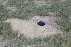 Cratogeomys fulvescens