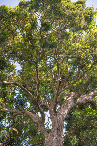 Afrocarpus falcatus