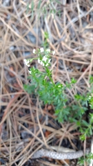 Galium mexicanum
