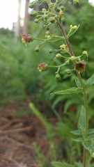Scrophularia parviflora