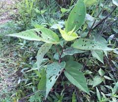 Hibiscus moscheutos
