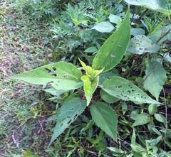 Hibiscus moscheutos