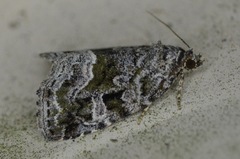 Protodeltote muscosula