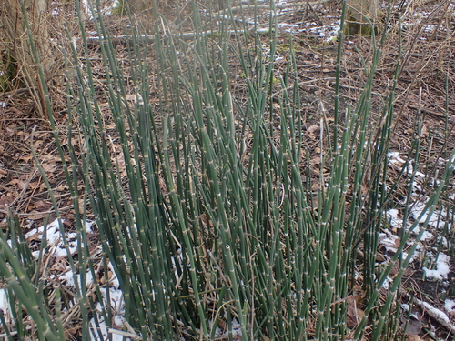 Equisetum praealtum, photograph 5
