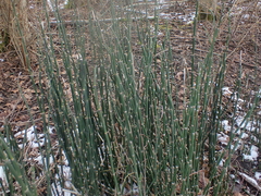 Deniz Wilson, CC0, iNaturalist via GBIF Equisetum praealtum, photograph Deniz Wilson, CC0, iNaturalist via GBIF