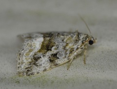 Protodeltote muscosula