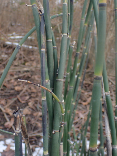 Equisetum praealtum, photograph 6