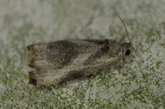 Olethreutes corylana