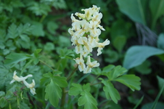 Corydalis cava marschalliana